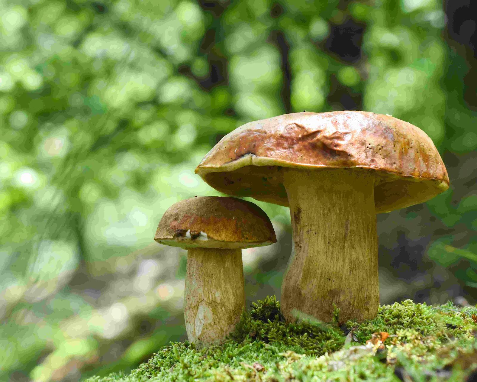 Pilze: Aussehen, Geschmack und Saison